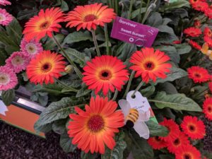 Gerberas at Florist Holland