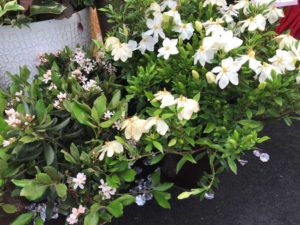 Gardenia 'Sweetheart' (J. Berry Nursery)