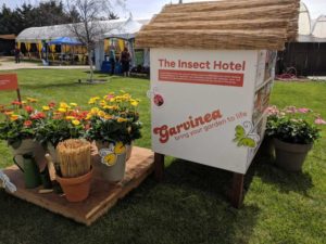 Garvinea Gerbera at Florist Holland-B.V.