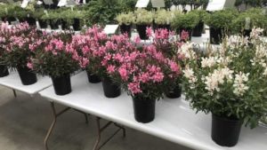 CAST 2018: Dr. A’s Favorites From Syngenta Flowers, Bailey Nurseries, and More