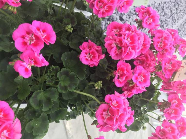 Geranium 'Moxie Deep Rose Mega Splash' (Syngenta Flowers)