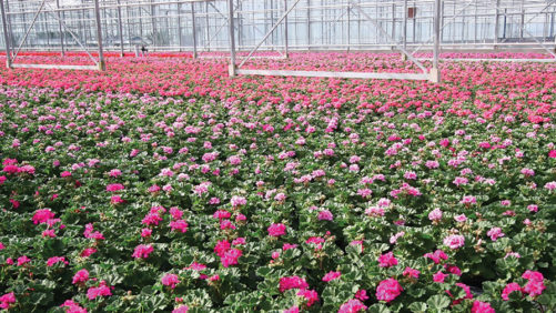 How Plant Growth Regulator Suppliers Are Continuing to Make Improvements