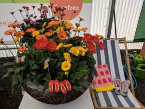 Gerberas at Florist Holland