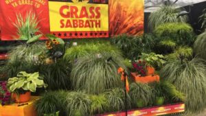 California Spring Trials 2018: New Intros from Syngenta Flowers, Hishtil, Jaldety, Cohen Propagators, Bailey Nurseries, and More