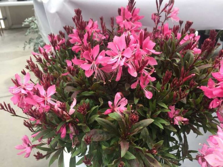 Gaura ‘Summer Star Baby’ (Hishtil)