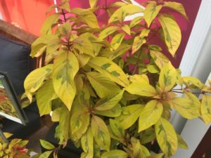 Hamalia 'Lime Twister' (Plug Connection)