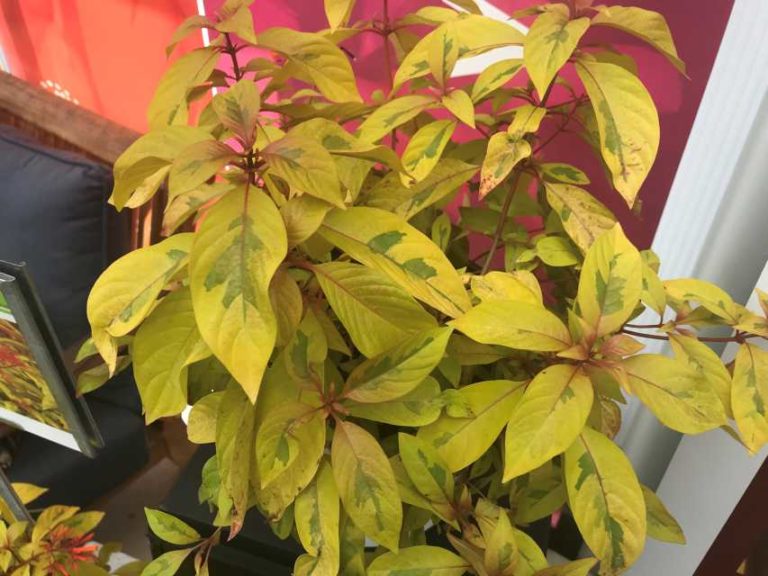 Hamalia 'Lime Twister' (Plug Connection)