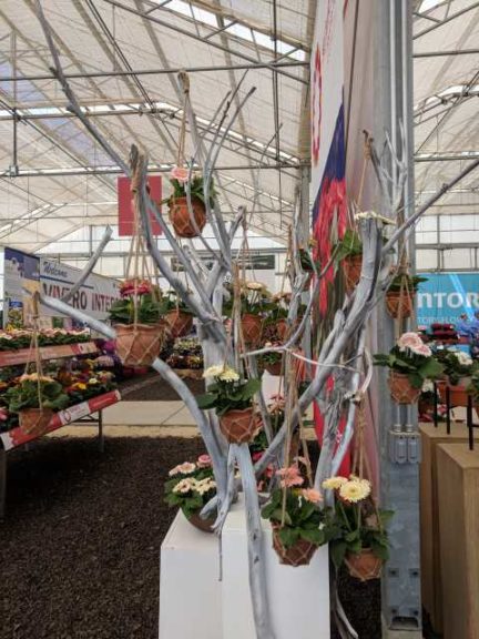 Hanging Pots of Gerberas