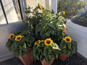 Helianthus 'Smiley' (American Takii)