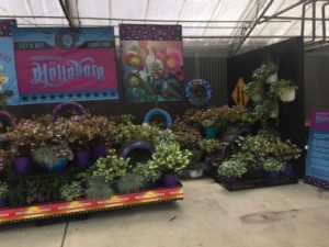 Hellebore Display at Pacific Plug and Liner