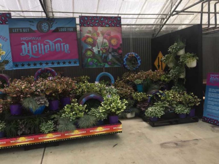 Hellebore Display at Pacific Plug and Liner