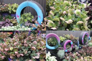 Hellebore Display at Pacific Plug and Liner