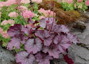 Heuchera 'Northern Exposure Purple' (Terra Nova Nurseries)