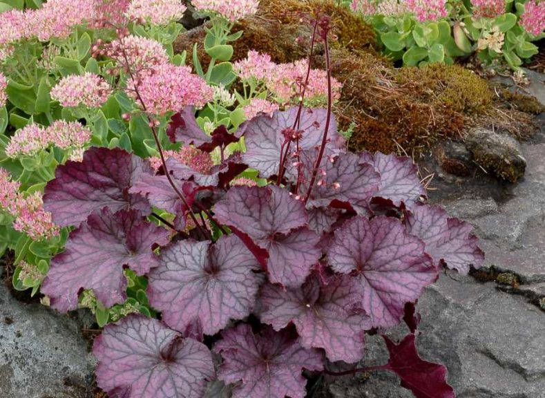 Heuchera 'Northern Exposure Purple' (Terra Nova Nurseries)
