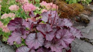 2018 California Spring Trials Central/Northern Preview: Cultivaris, Hem Genetics, Hilverdakooij, Kientzler, Terra Nova Nurseries, and Westhoff