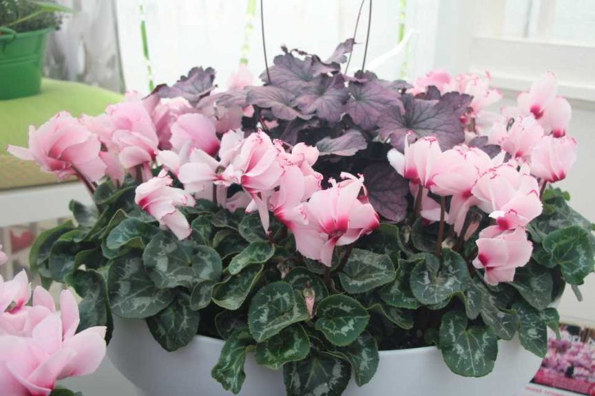 Heuchera and Cyclamen combo (Ch. Morel)