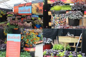 Heuchera Display at Pacific Plug and Liner