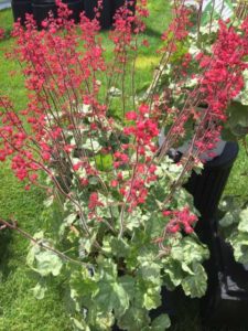 Heuchera ‘Dolce Spearmint‘ (Proven Winners)