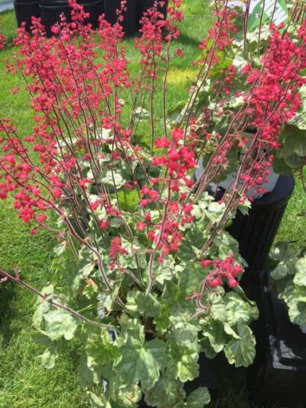 Heuchera ‘Dolce Spearmint‘ (Proven Winners)