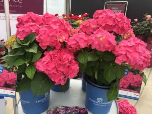 Hydrangea-Endless-Summer-Summer-Crush-Bailey-Nurseries