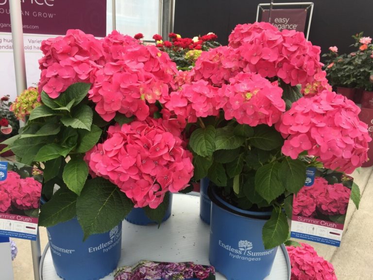 Hydrangea-Endless-Summer-Summer-Crush-Bailey-Nurseries