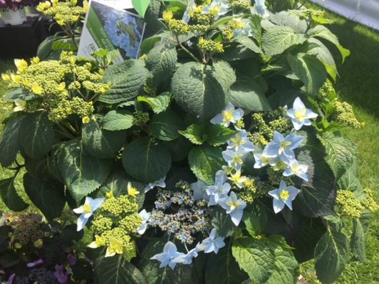 Hydrangea 'Tuff Stuff Ah-Ha' (Proven-Winners)