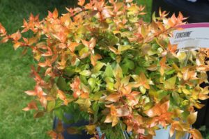 Abelia 'Funshine' (Proven Winners)