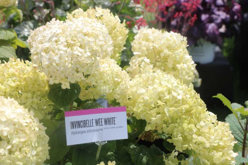 Hydrangea 'Invincibelle Wee White' (Proven Winners)