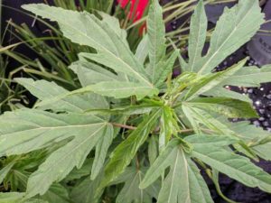 Hollywood Hibiscus (J. Berry Nursery)