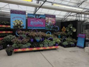 Highway to Hellebore