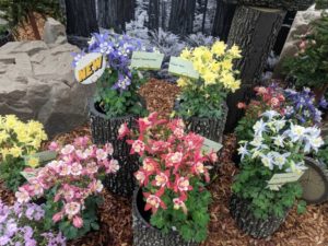 Aquilegia Kirigami Series (Syngenta)