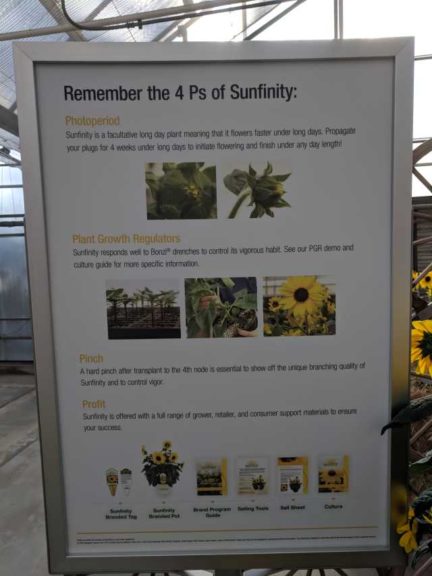 Four Ps for Producing Sunfinity