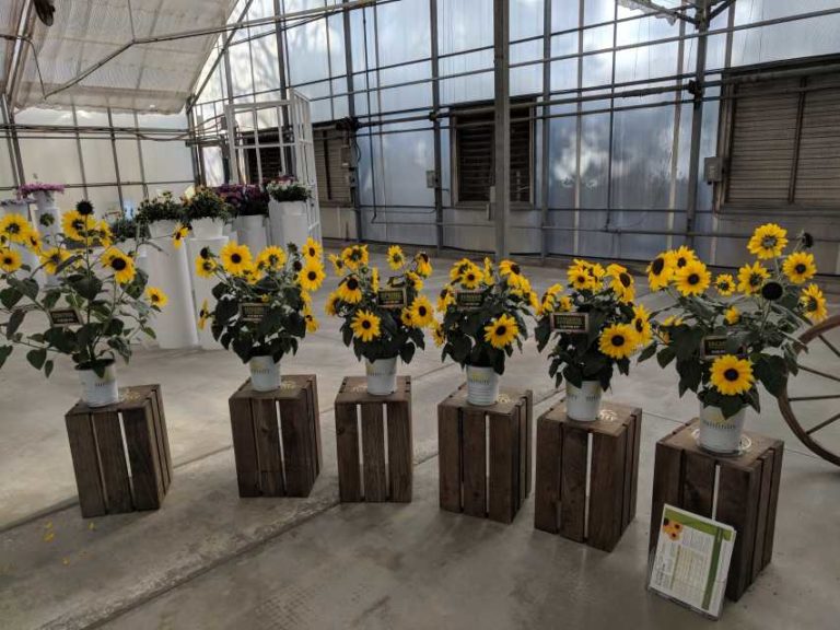 Sunfinity Growing Suggestions