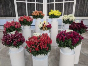 Snapdragon Suntini Series (Syngenta Flowers)