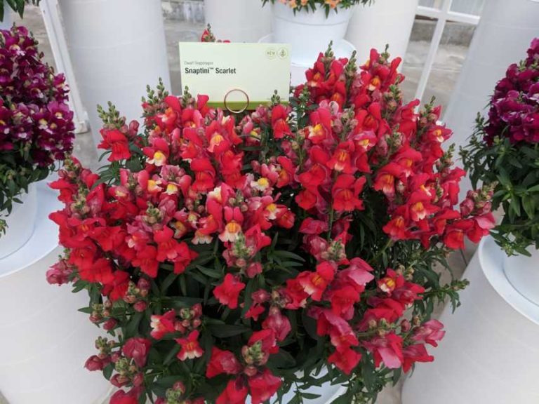 Snapdragon Suntini Series (Syngenta Flowers)