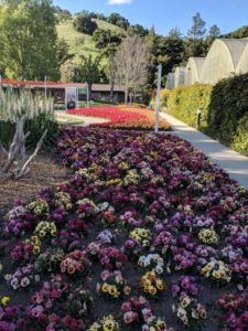 Syngenta Flowers Garden