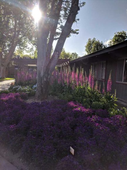 Syngenta Flowers Garden