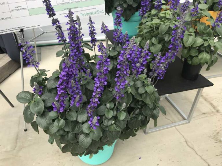 Salvia ‘Big Blue’ (PanAmerican Seed)