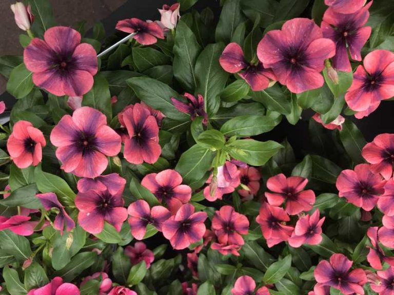 Vinca Tattoo Series (PanAmerican Seed)