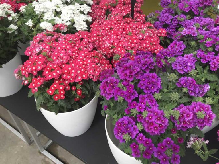 Verbena Cadet series (Ball FloraPlant)