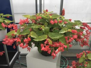 Begonia ‘Canary Wings’ (Ball Ingenuity)