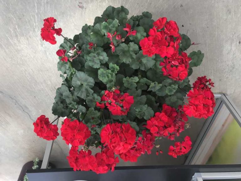 Geranium ‘Super Moon Red’ (Selecta)