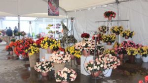 California Spring Trials 2018: Stand-Out New Plants from Dümmen Orange, Westhoff, Beekenkamp, and Plug Connection