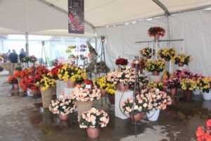 I'conia Portofino Begonias (Dümmen Orange)