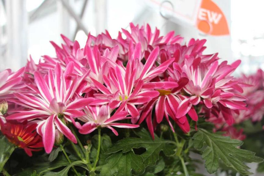 Pot mum 'Rainbow Carousel' (Dümmen Orange)