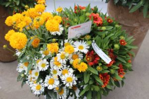 Mix and Match Perennial Combo: Emily New (Dümmen Orange)