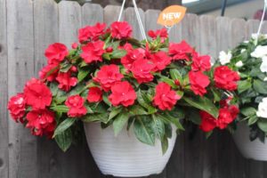 Wild Romance Impatiens (Dümmen Orange)