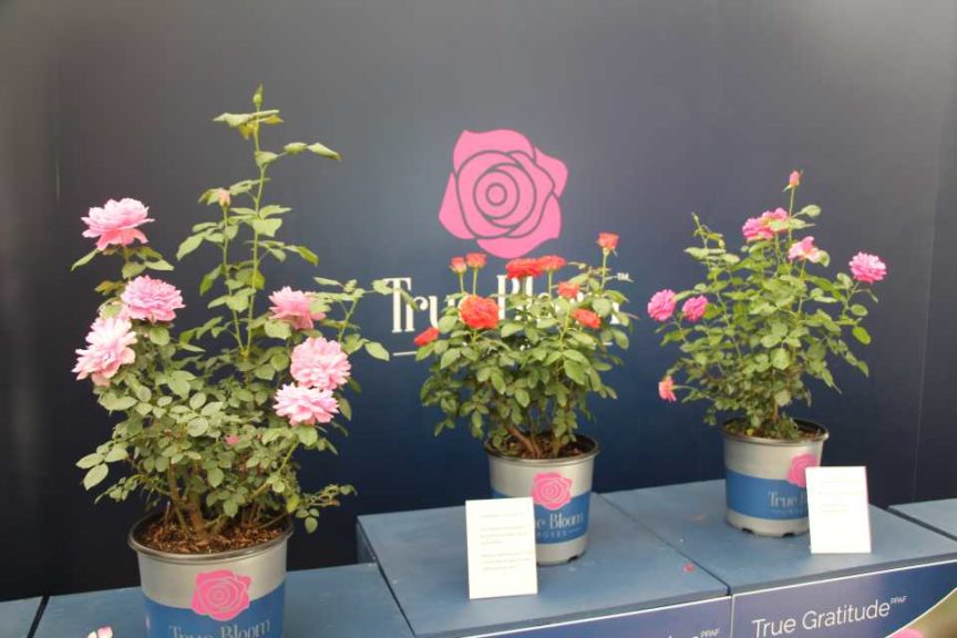 True Bloom Roses (Plug Connection)