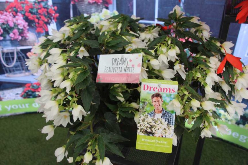 Dreams Beuvillia White (Beekenkamp)