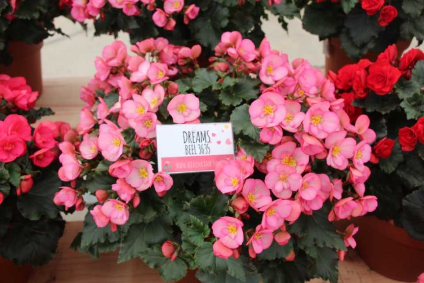 Experimental Dreams Begonia (Westhoff)